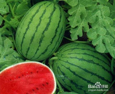 中山网红吃瓜群叫什么,揭秘背后故事与热门话题 第3张 中山网红吃瓜群叫什么,揭秘背后故事与热门话题 第3张